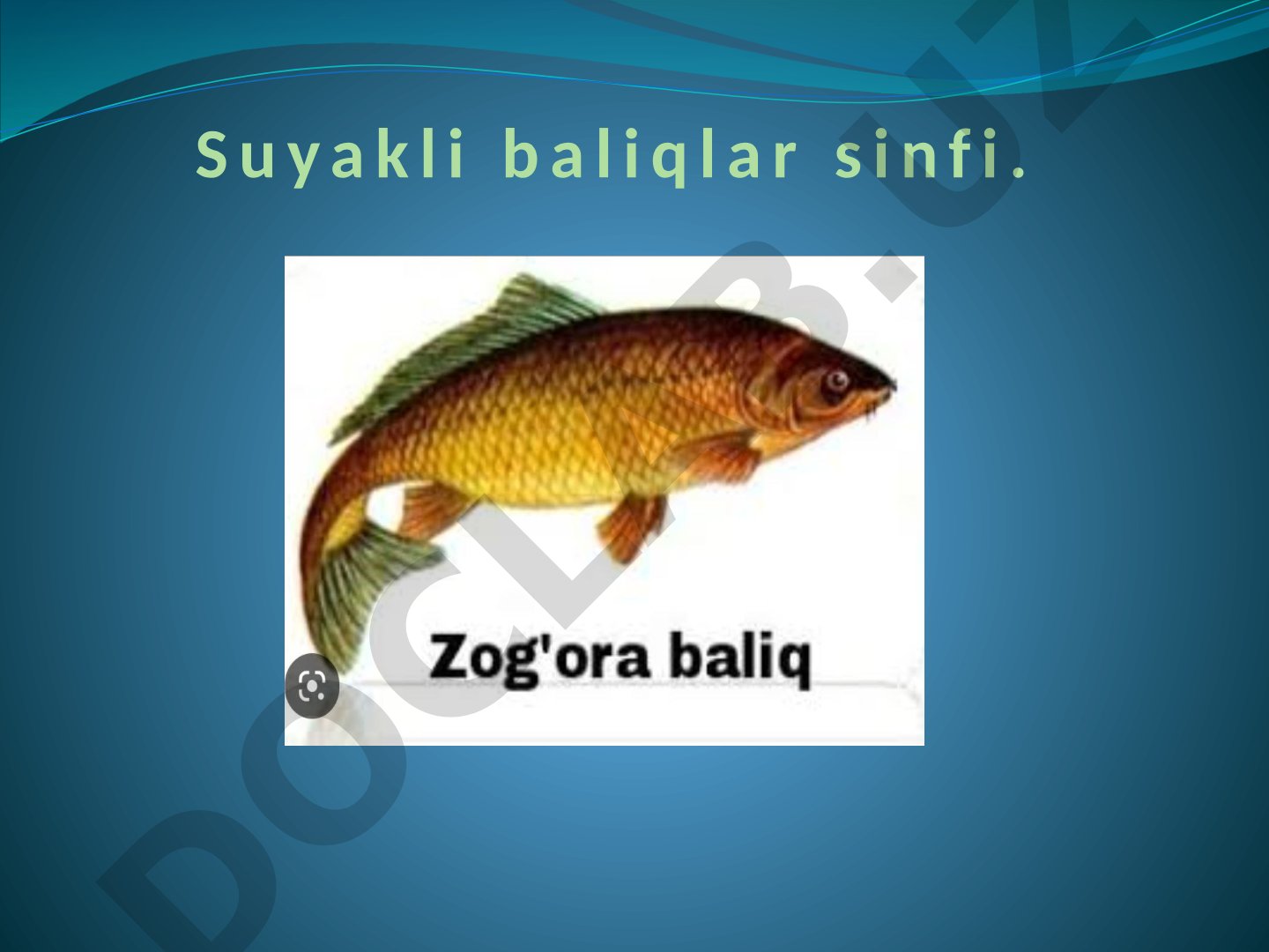 Suyakli baliqlar sinfi - Osteichthyes