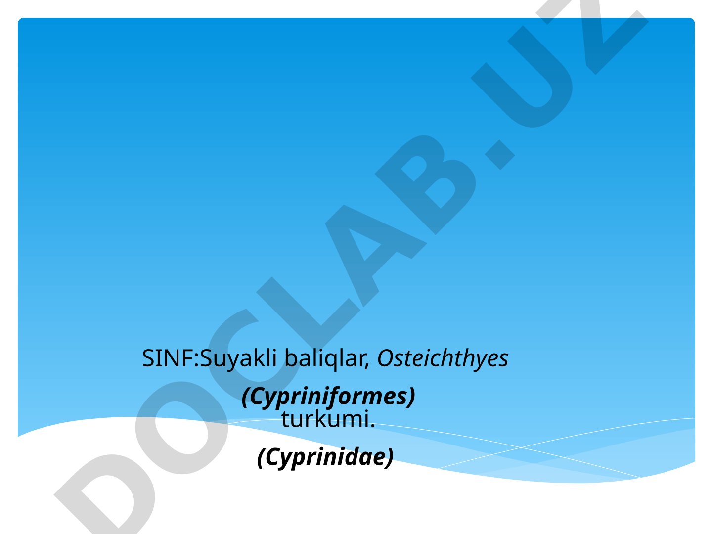 Suyakli baliqlar sinfi tavsifi