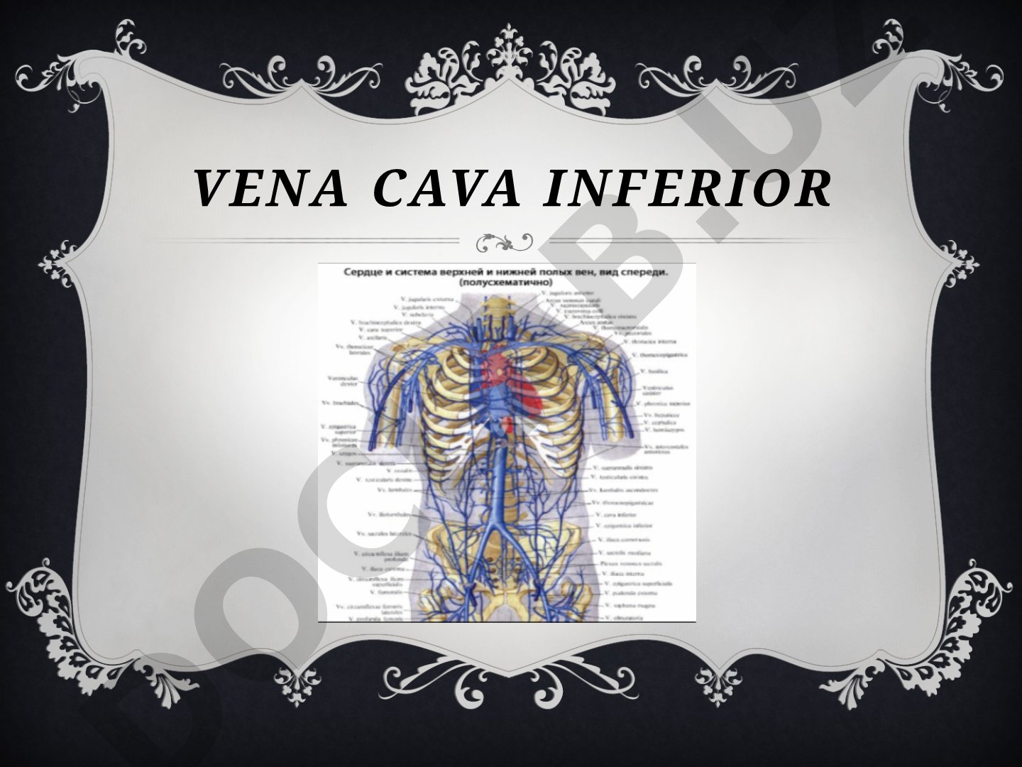 Vena cava inferior anatomiyasi