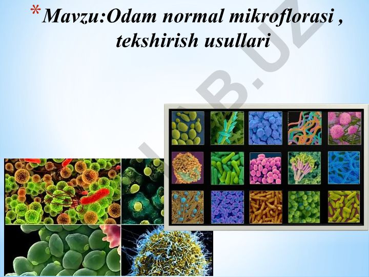 Odam normal mikroflorasi va tekshirish usullari