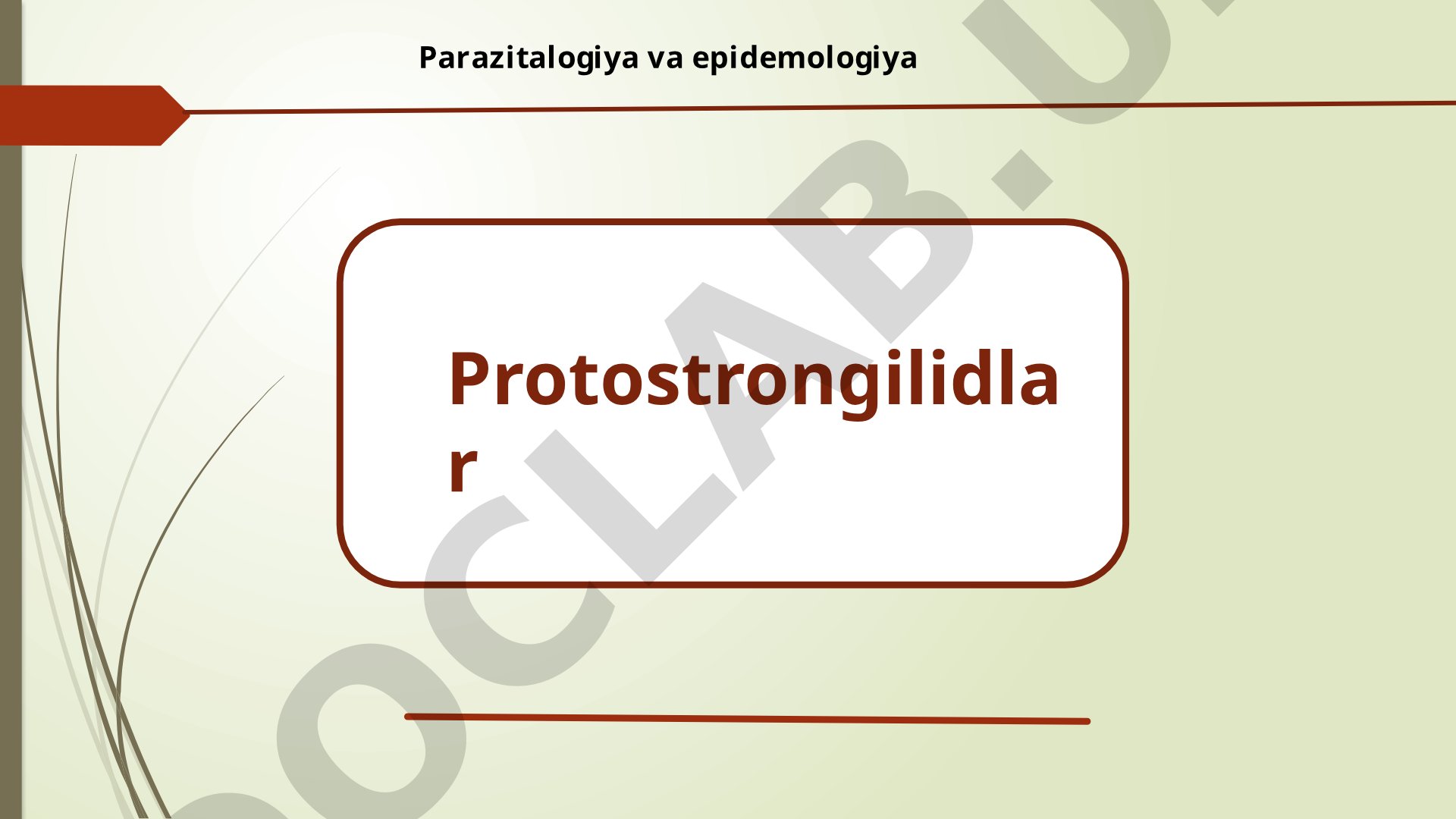 Protostrongilidlarning tasnifi, morfologiyasi va hayot davri