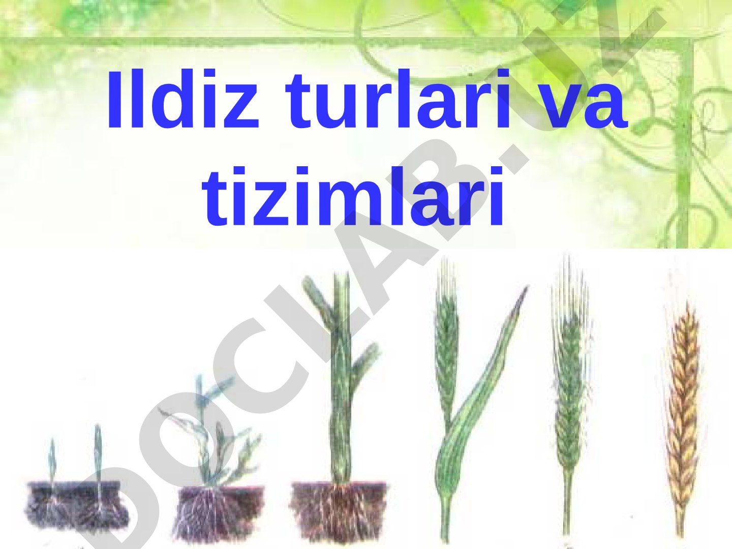 Ildiz turlari va tizimlari