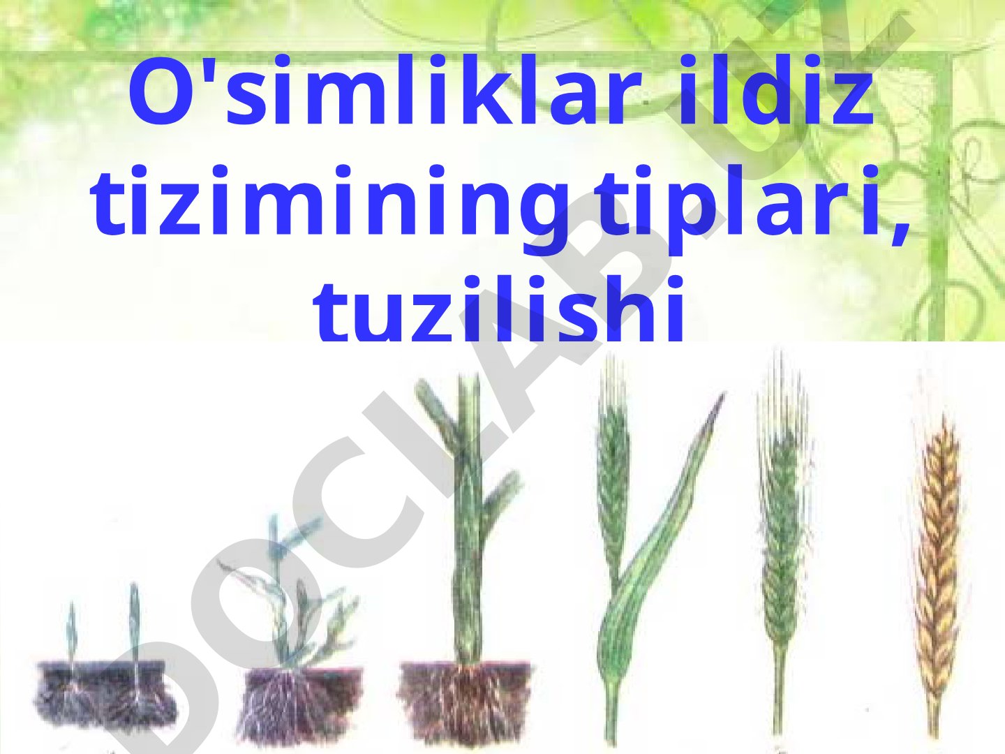 O'simliklar ildiz tizimining tiplari, tuzilishi