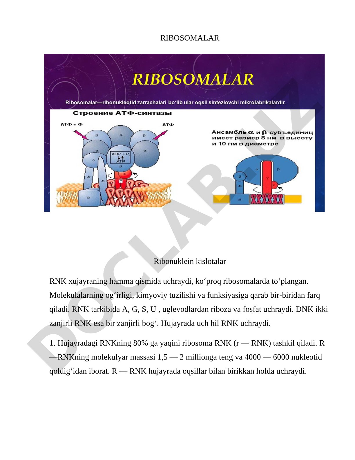 Ribosomalar va RNK turlari