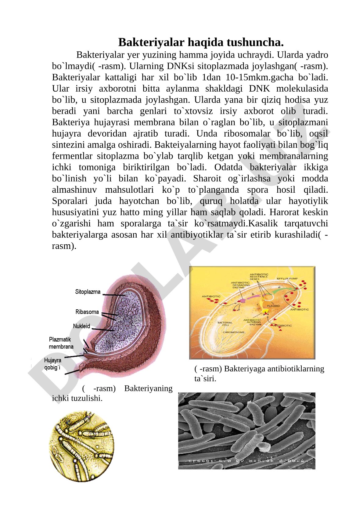 Bakteriyalar haqida tushuncha