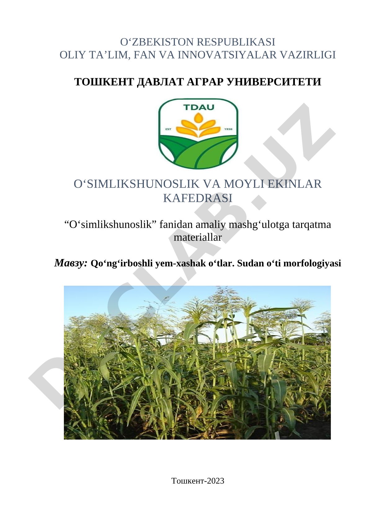 Qo‘ng‘irboshli yem-xashak o‘tlar. Sudan o‘ti morfologiyasi