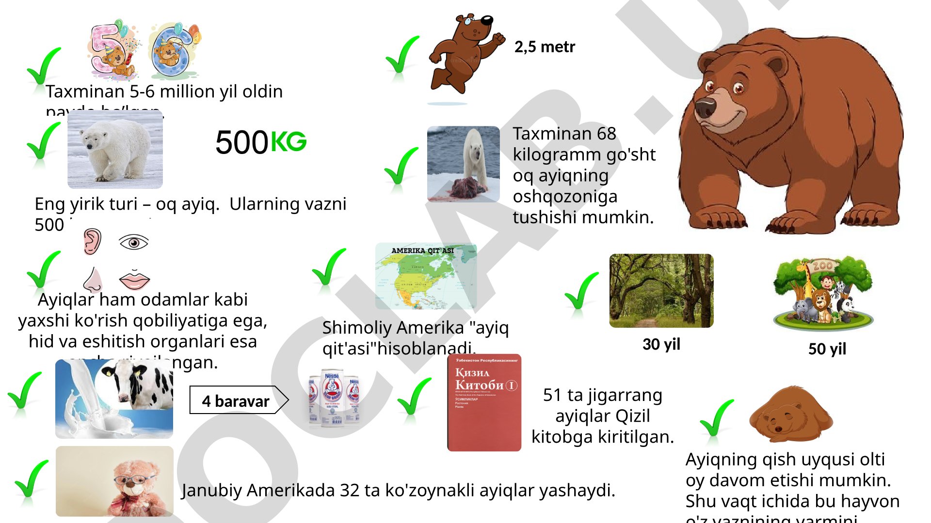 Ayiqlar haqida qiziqarli ma'lumotlar