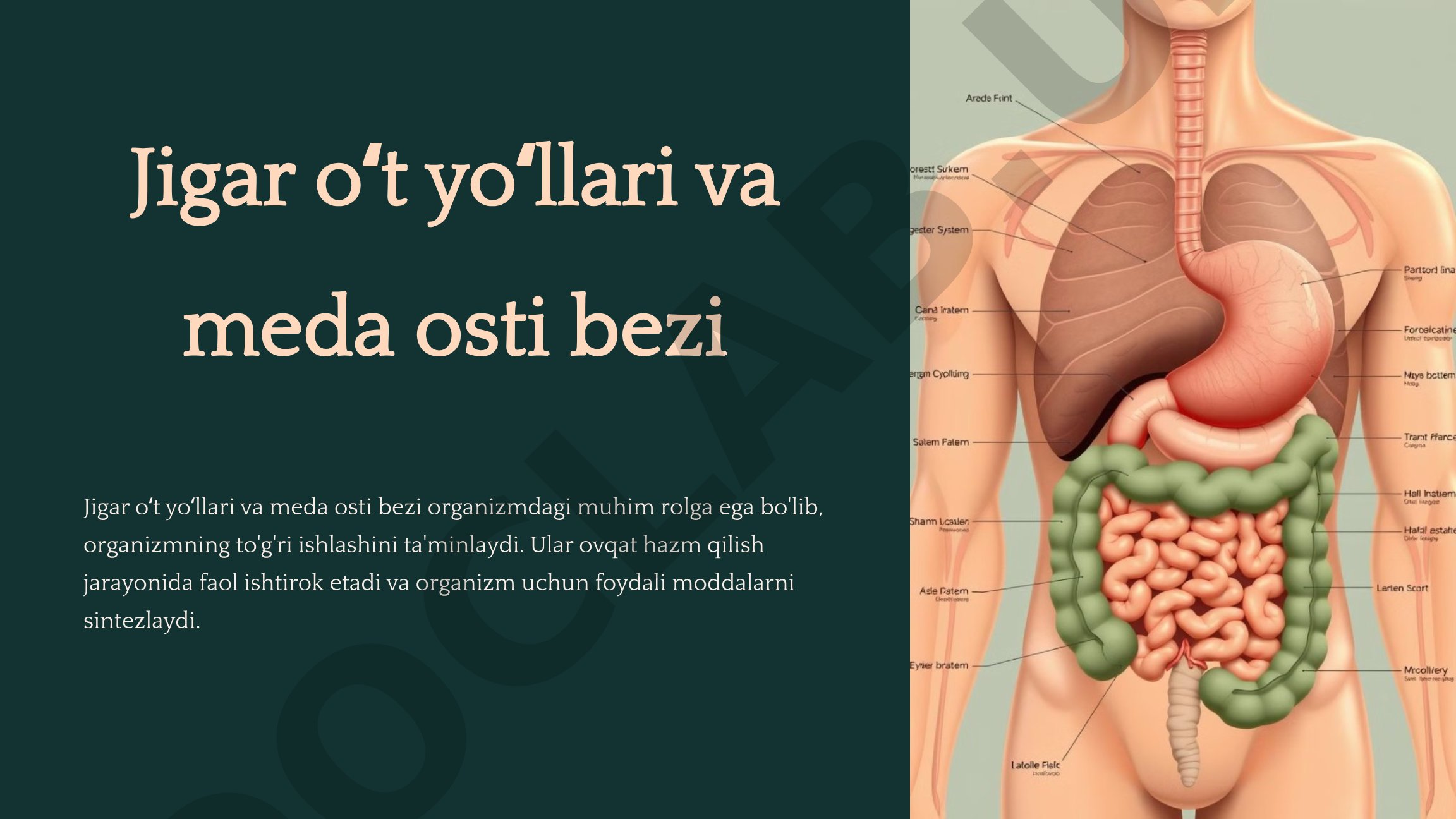 Jigar va Meda Osti Bezi Tuzilishi