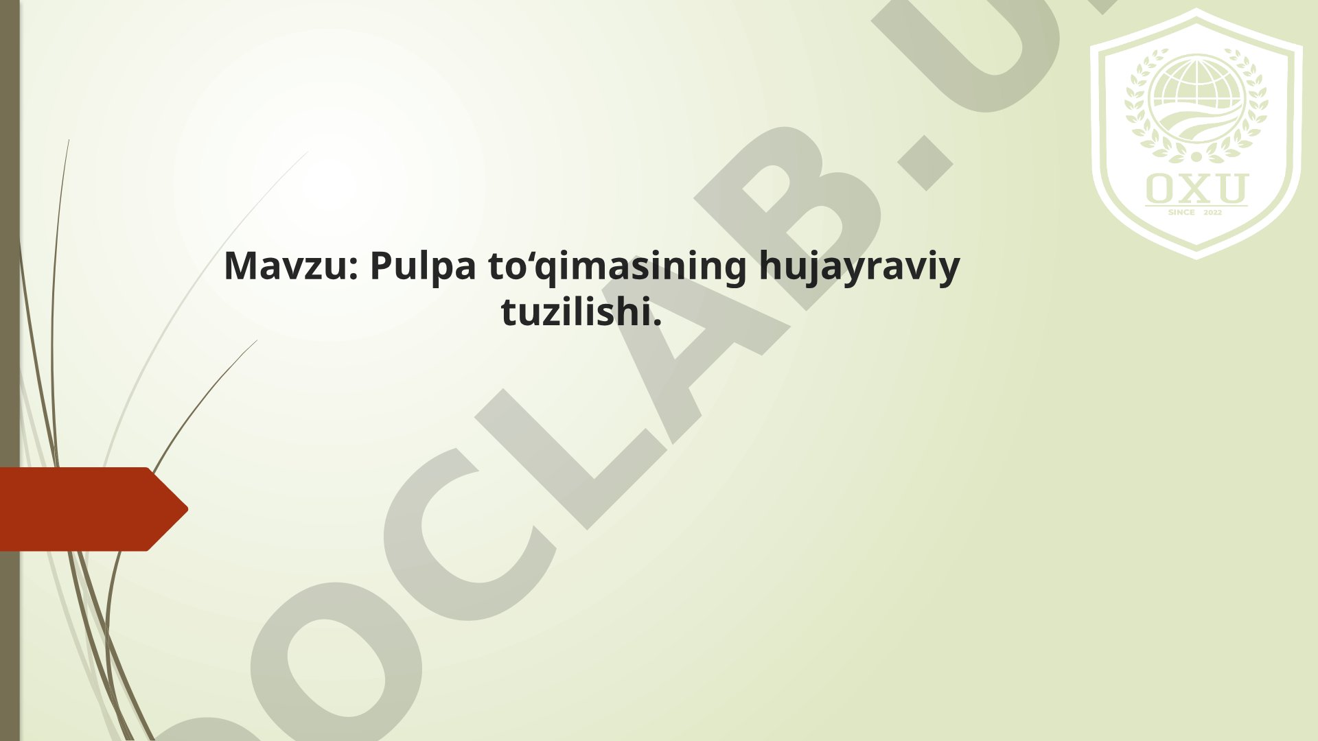 Pulpa To'qimasining Hujayraviy Tuzilishi