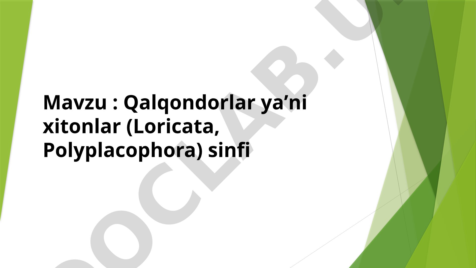 Qalqondorlar yaʼni xitonlar (Loricata, Polyplacophora) sinfi