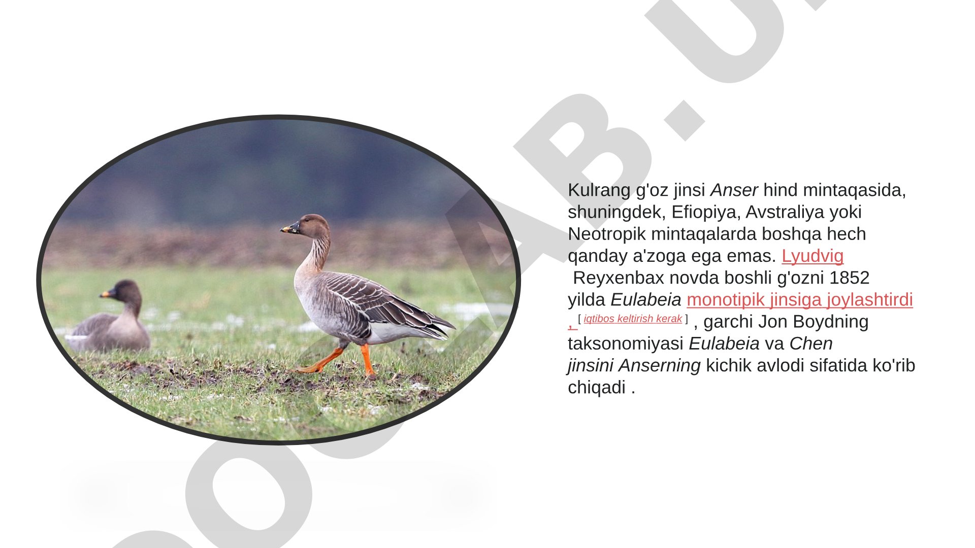 Novda boshli g'ozning tasnifi, yashash joyi, migratsiyasi va H5N1 virusiga chalinishi