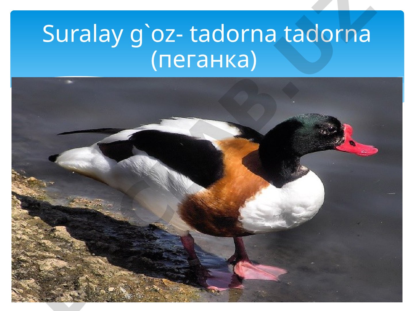 Suralay g'oz - tadorna tadorna