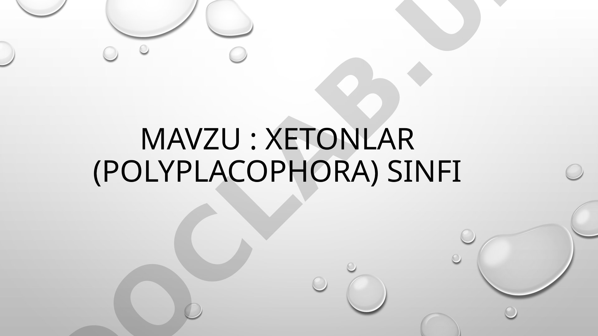xetonlar (POLYPLACOPHORA) SINFI