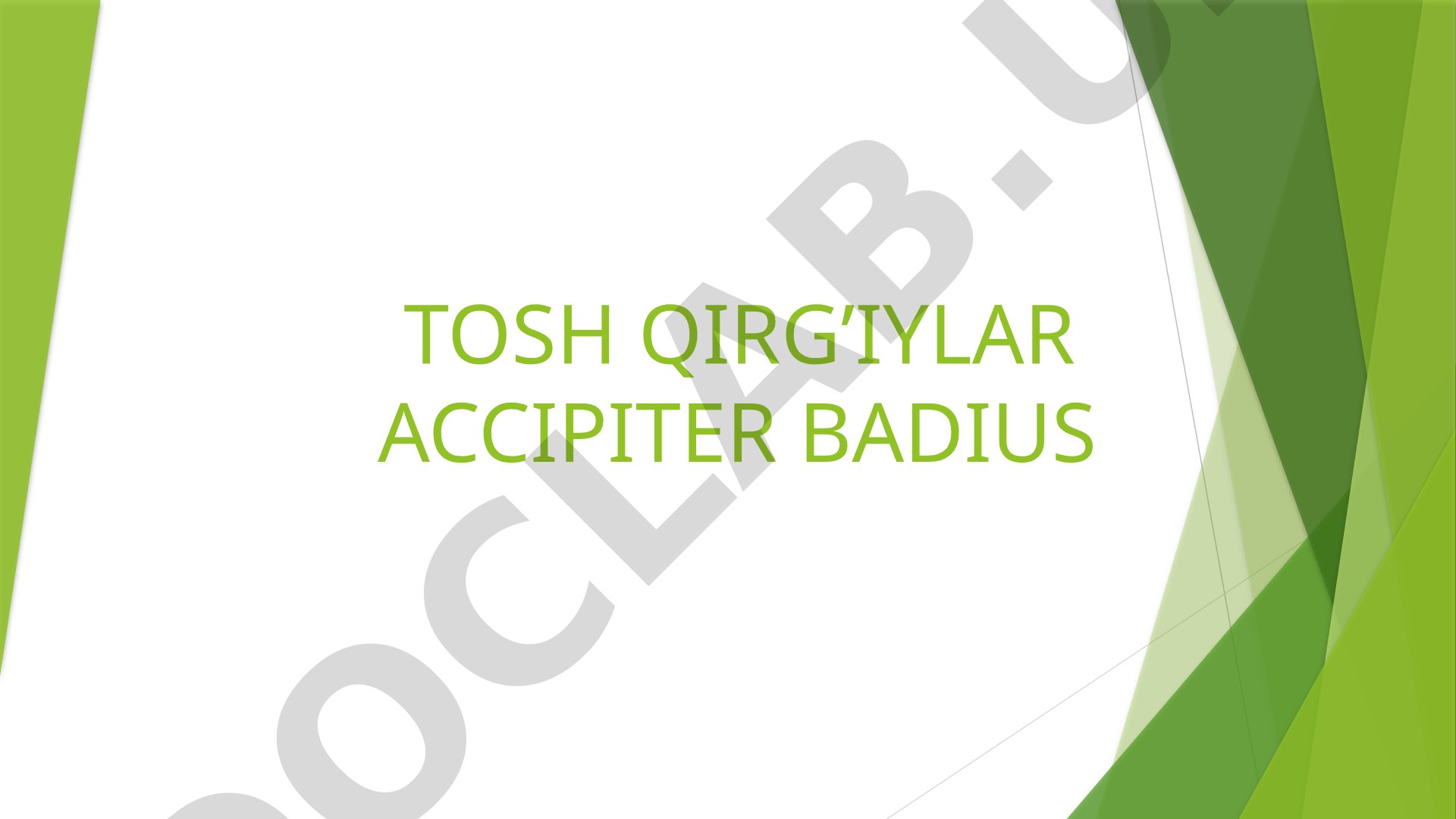 Tosh qirg’iylar Accipiter badius tarqalishi