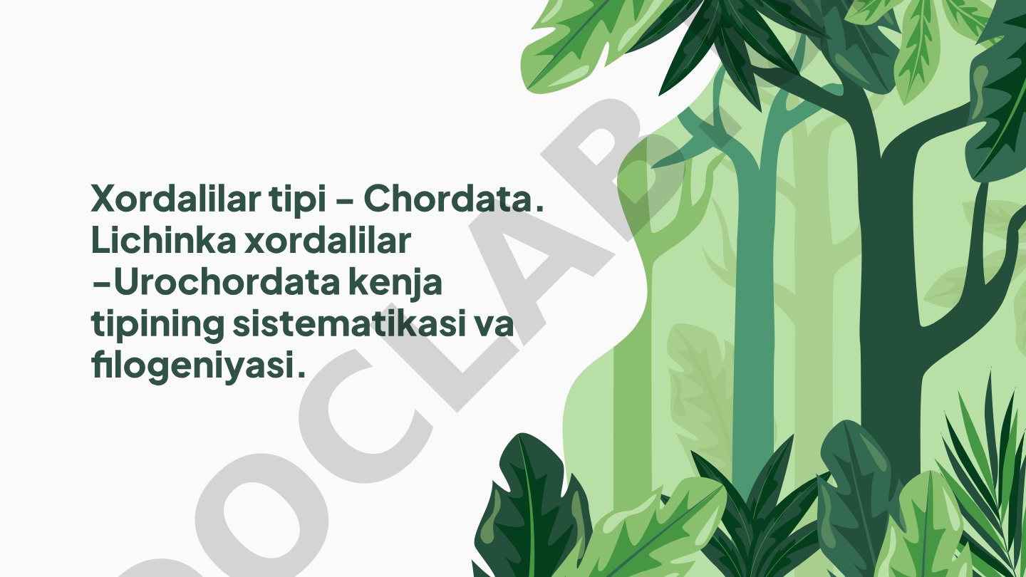 Lichinka xordalilar - Urochordata kenja tipining sistematikasi va filogeniyasi