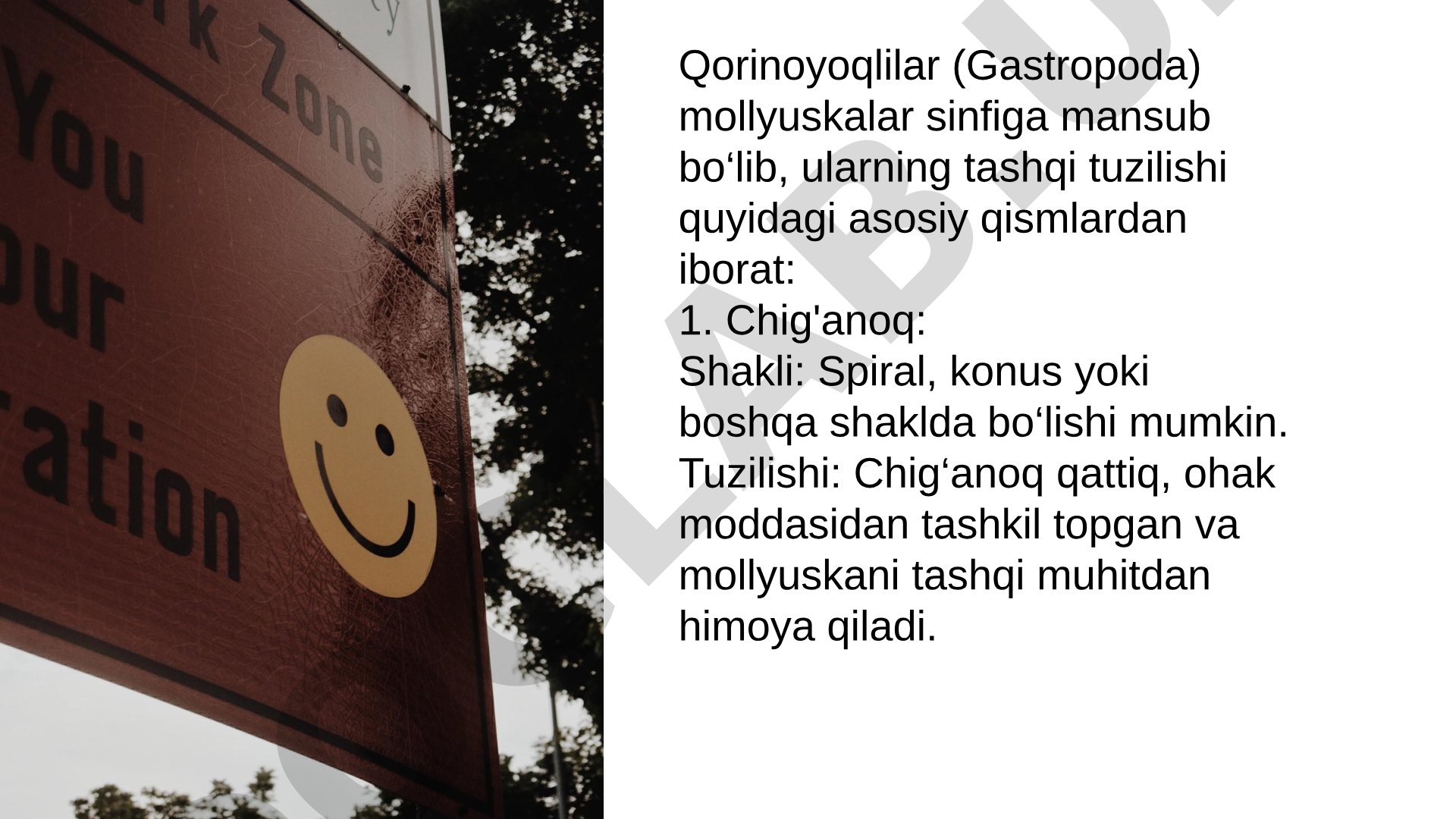 Qorinoyoqlilarning tashqi tuzilishi