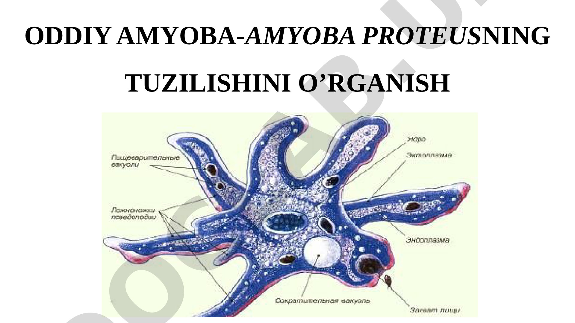 Oddiy amyoba-amyoba proteusning tuzilishini o’rganish