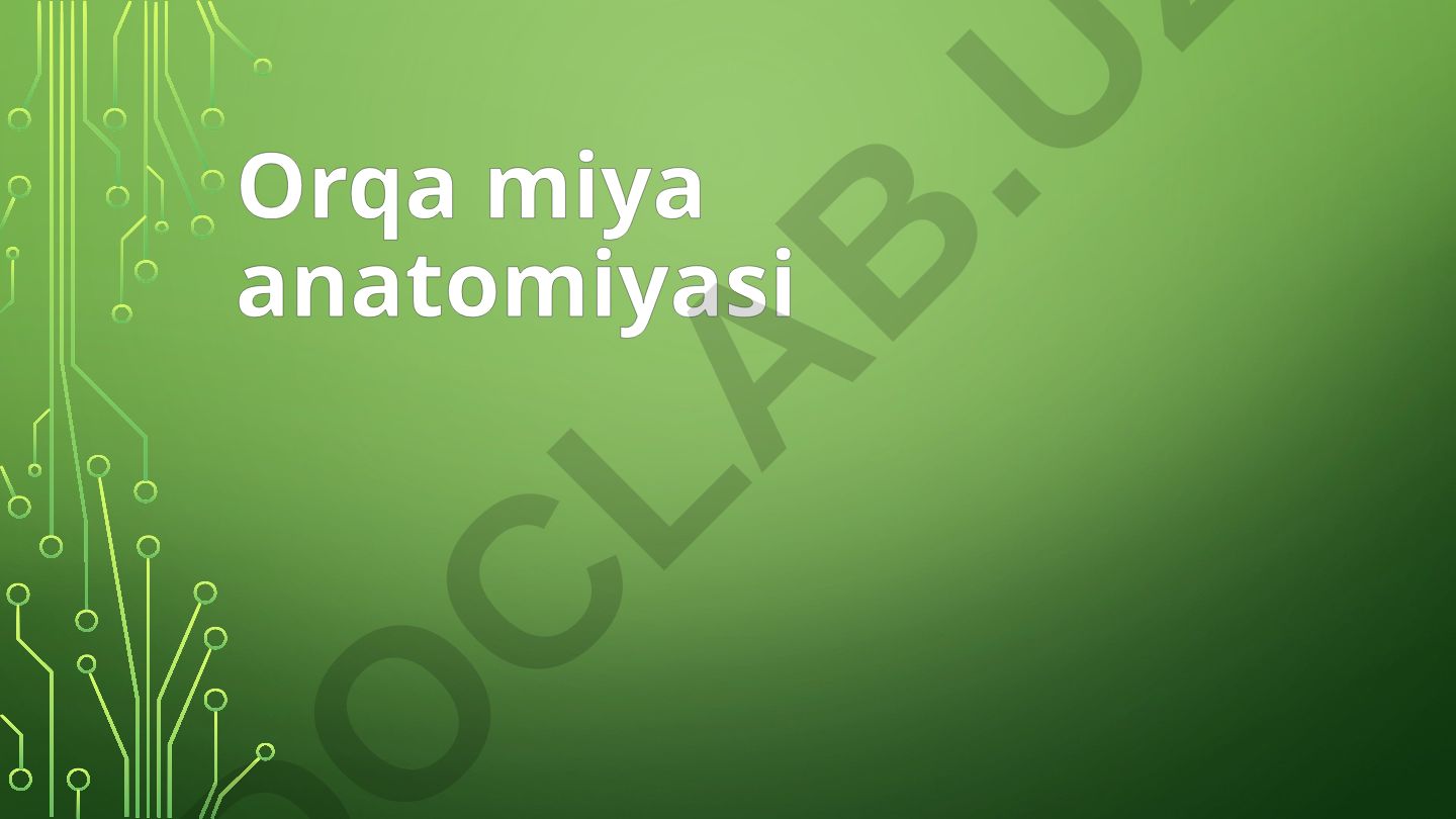 Orqa miya anatomiyasi: chegaralar, kengaymalar va tuzilmalar