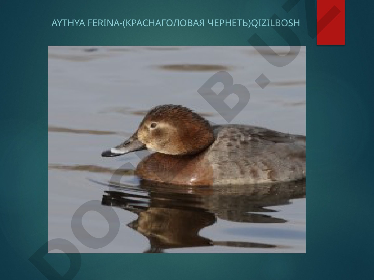 Aythya ferina Qizilbosh