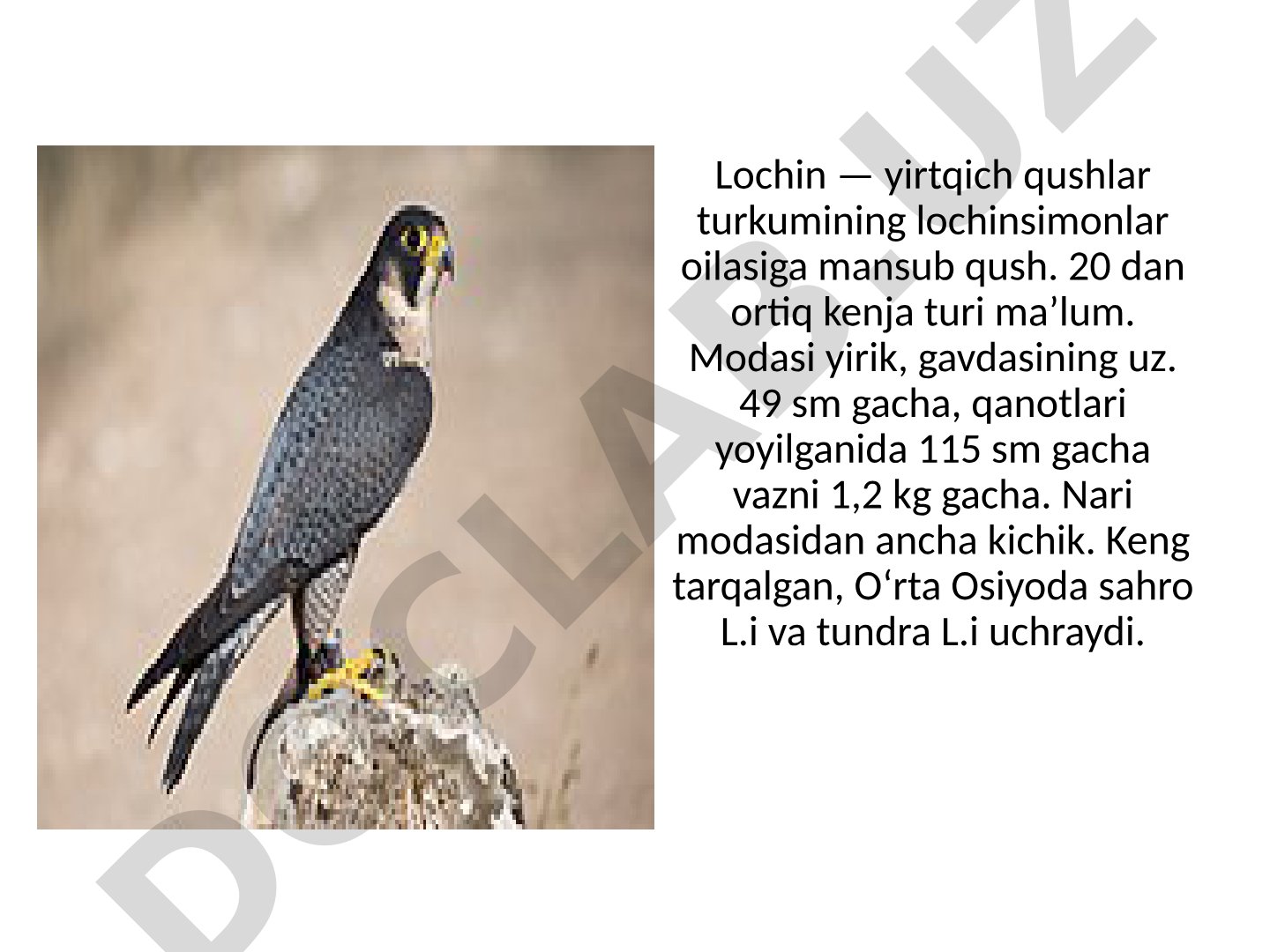 Lochin — yirtqich qushlar turkumining lochinsimonlar oilasiga mansub qush