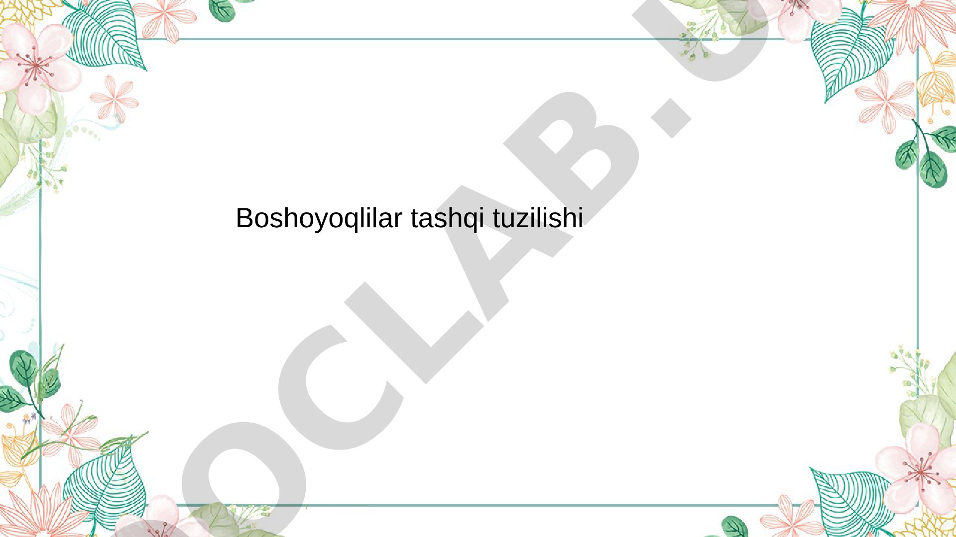 Boshoyoqlilar tashqi tuzilishi