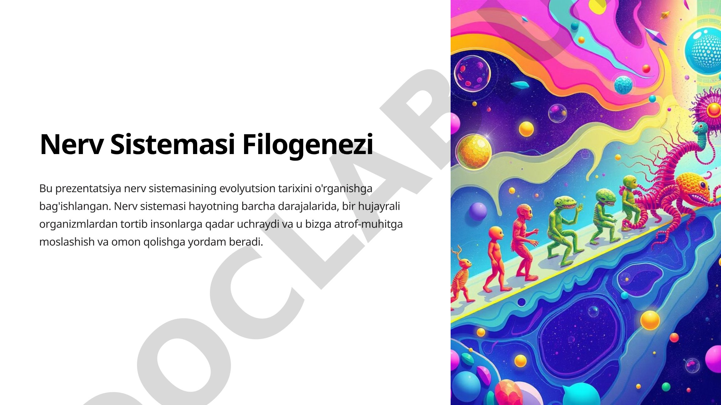 Nerv Sistemasi Filogenezi