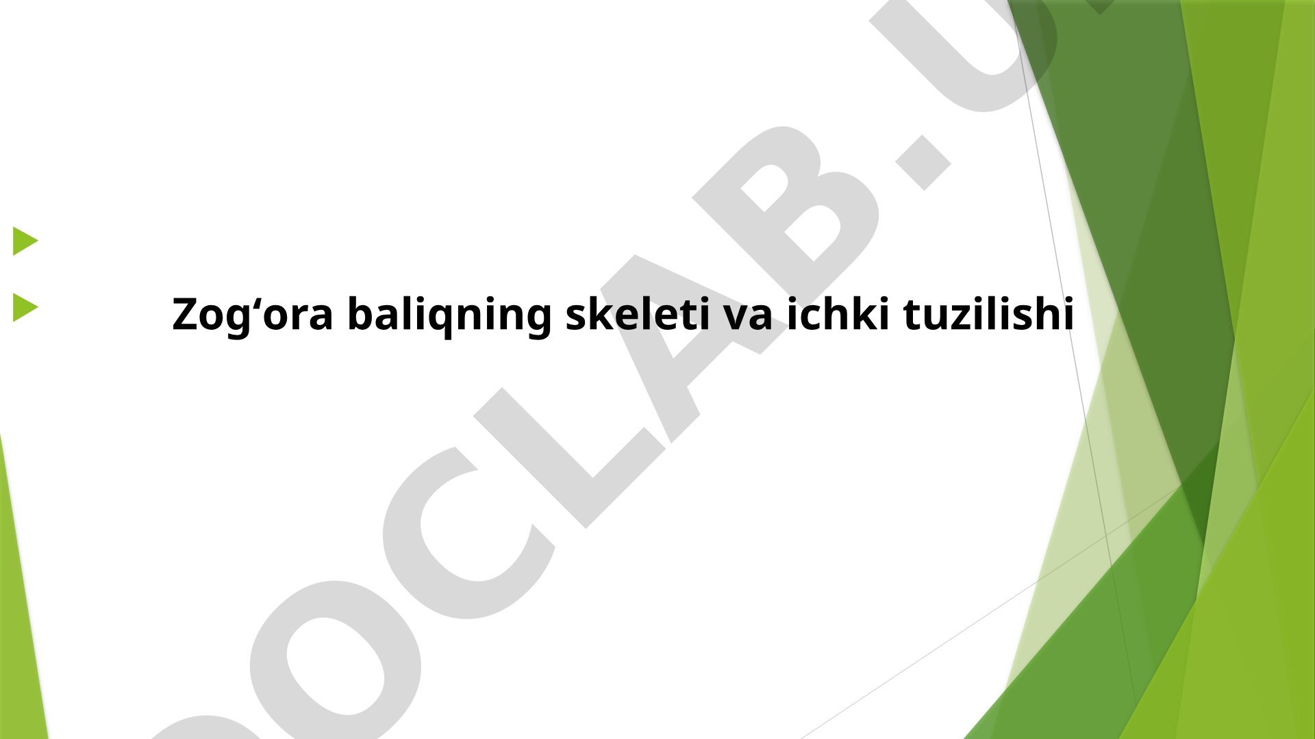 Zogʻora baliqning skeleti va ichki tuzilishi
