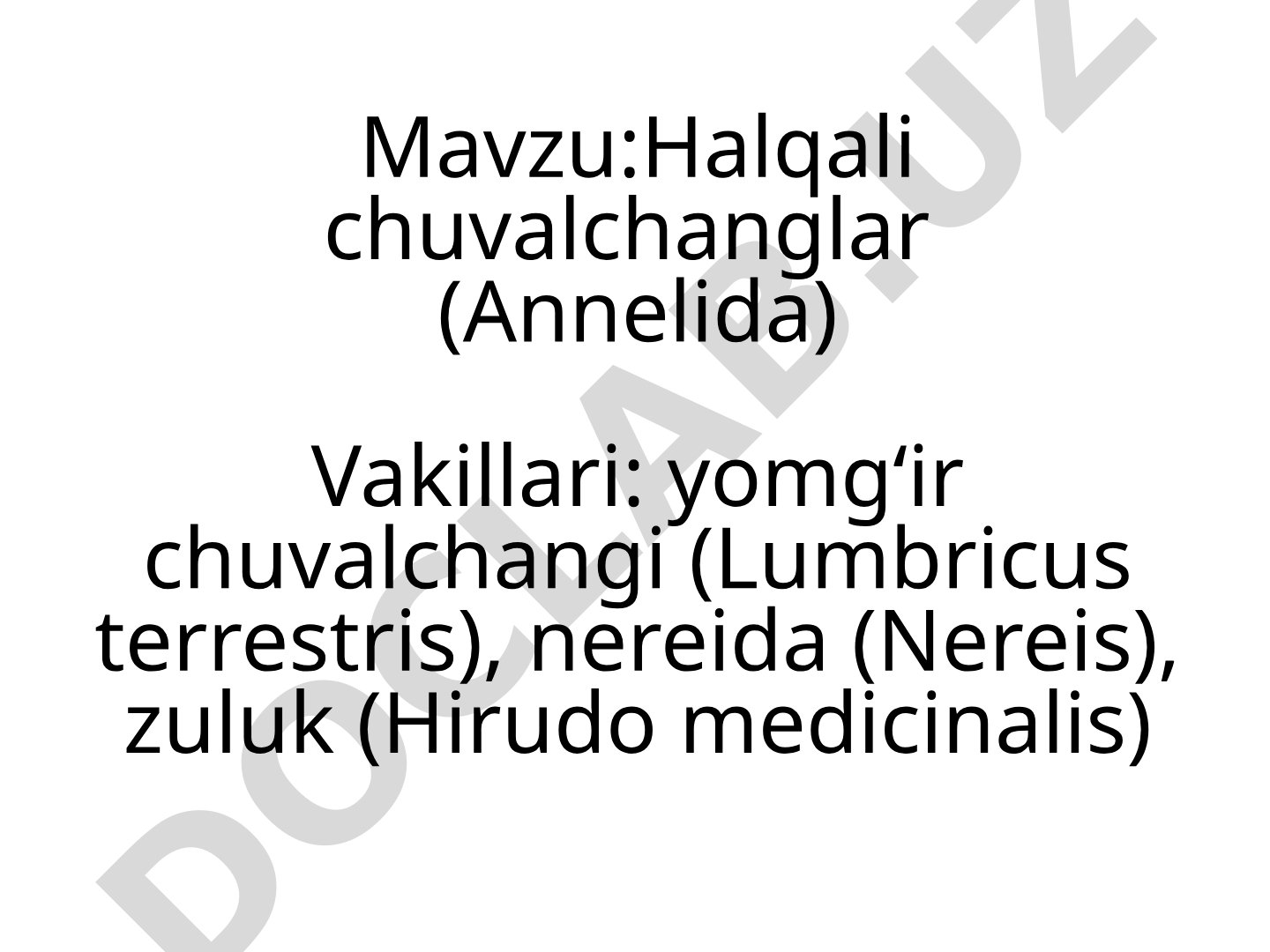 Halqali chuvalchanglar (Annelida) Vakillari: yomg'ir chuvalchangi (Lumbricus terrestris), nereida (Nereis), zuluk (Hirudo medicinalis)