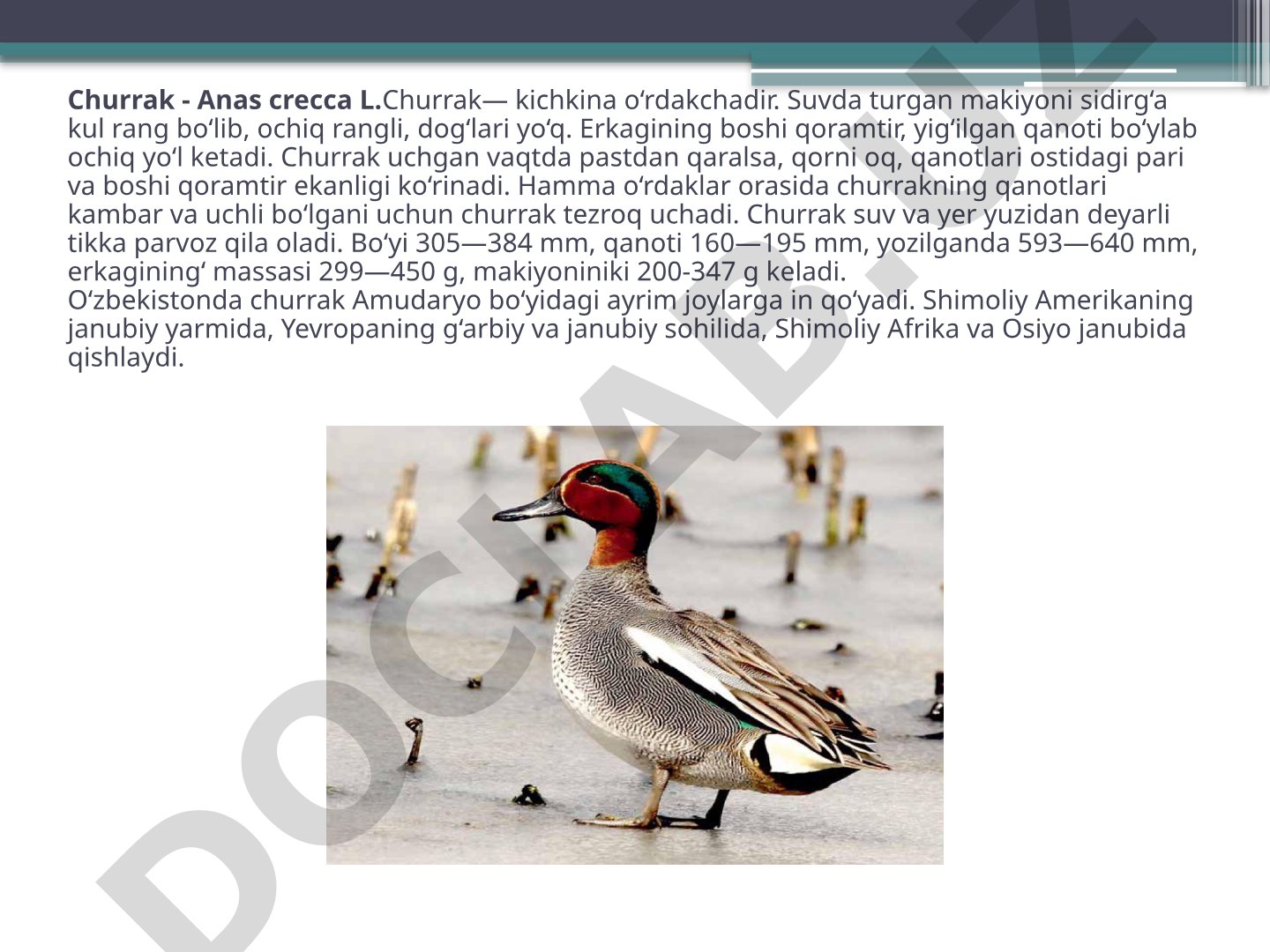 Churrak - Anas crecca L.