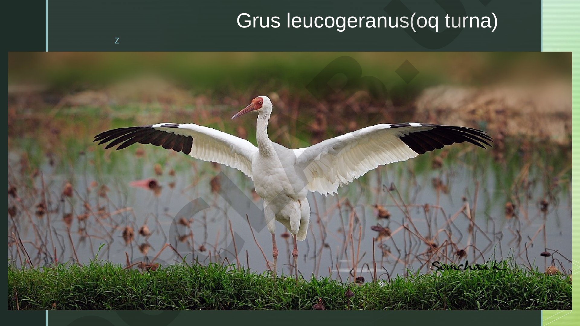 Grus leucogeranus(oq turna)