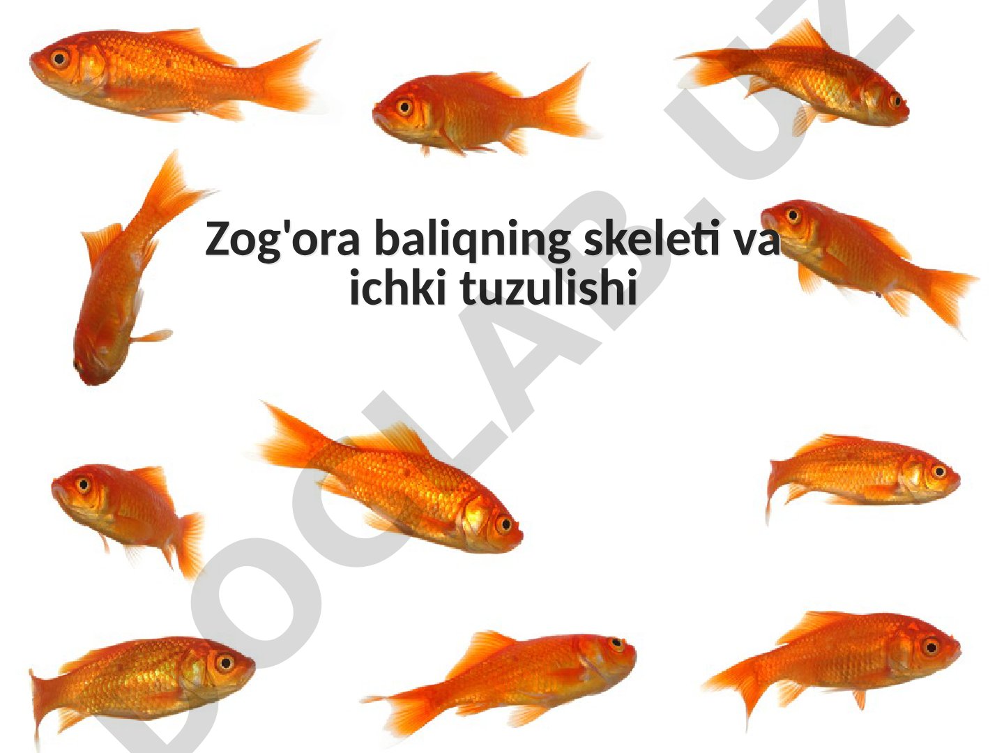 Zog'ora baliqning skeleti va ichki tuzulishi