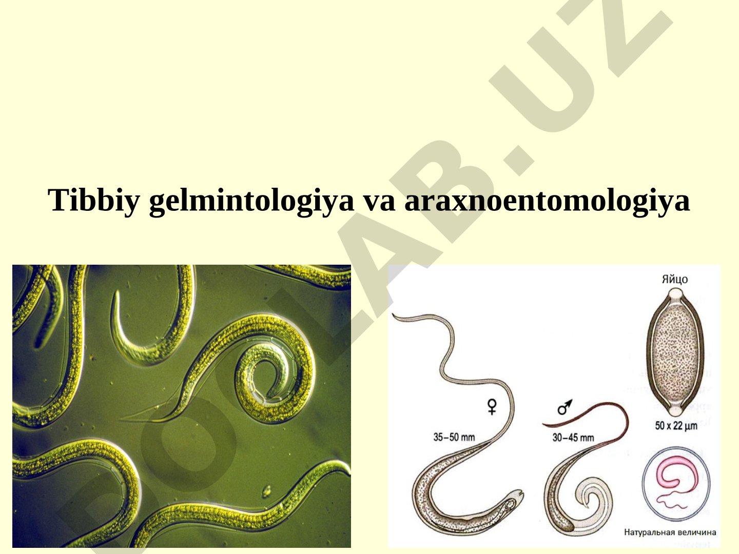 Tibbiy gelmintologiya va araxnoentomologiya ma'ruza rejasi