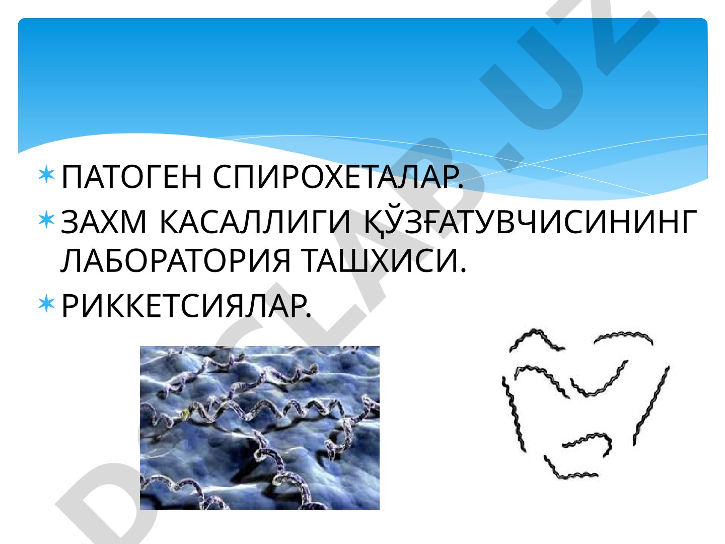 Патоген спирохеталар. Захм касаллиги қўзғатувчисининг лаборатория ташхиси. Риккетсиялар