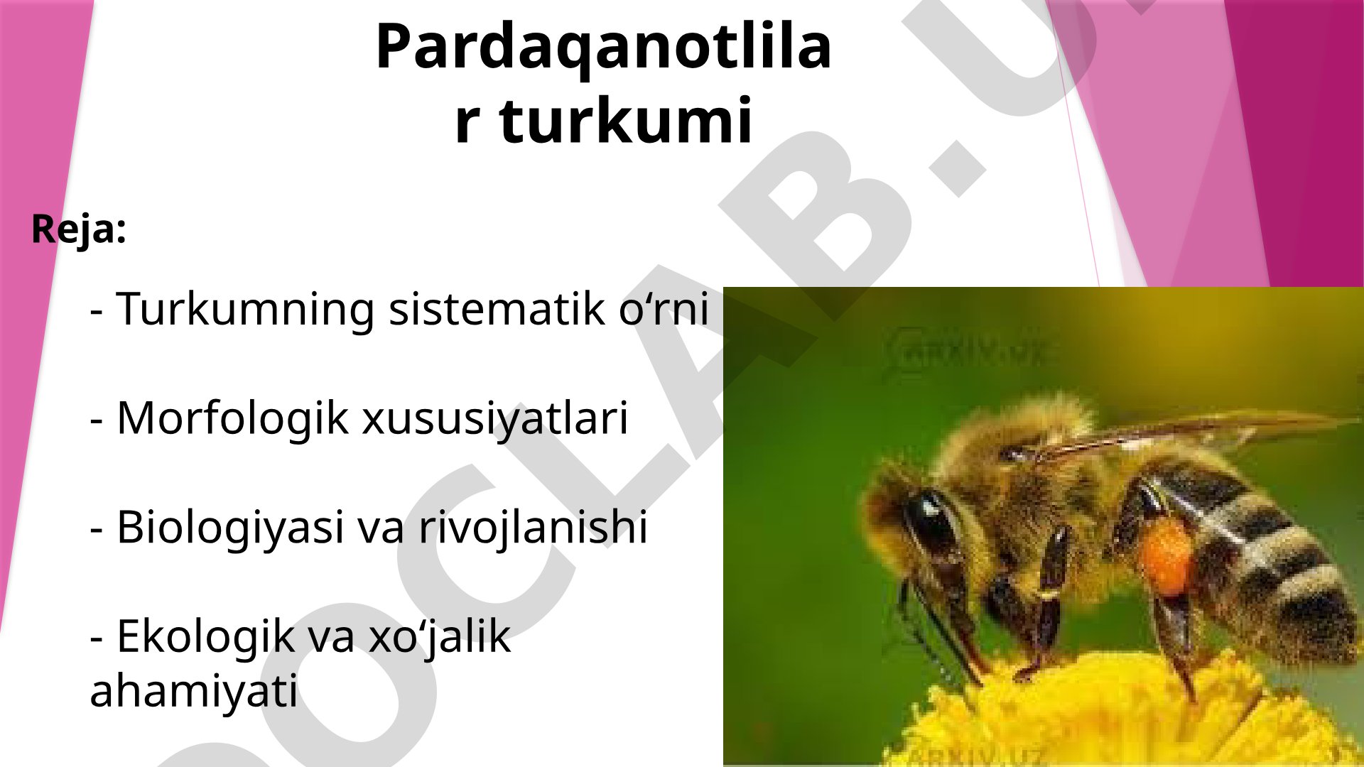 Pardaqanotlilar turkumining sistematik o'rni, morfologiyasi, biologiyasi va ahamiyati