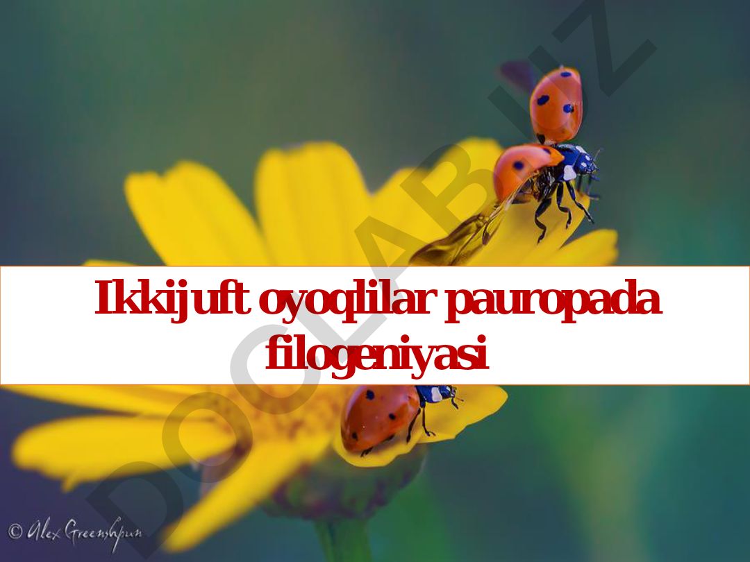 Ikkijuft oyoqlilar pauropada filogeniyasi