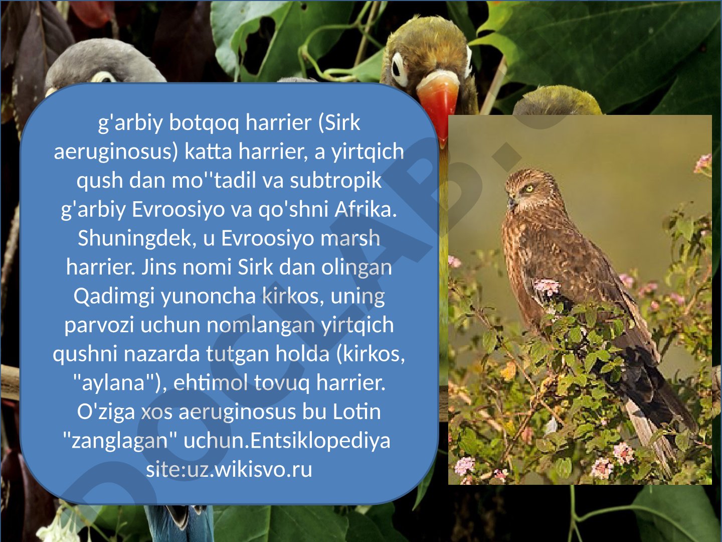 G'arbiy botqoq harrier (Sirk aeruginosus)