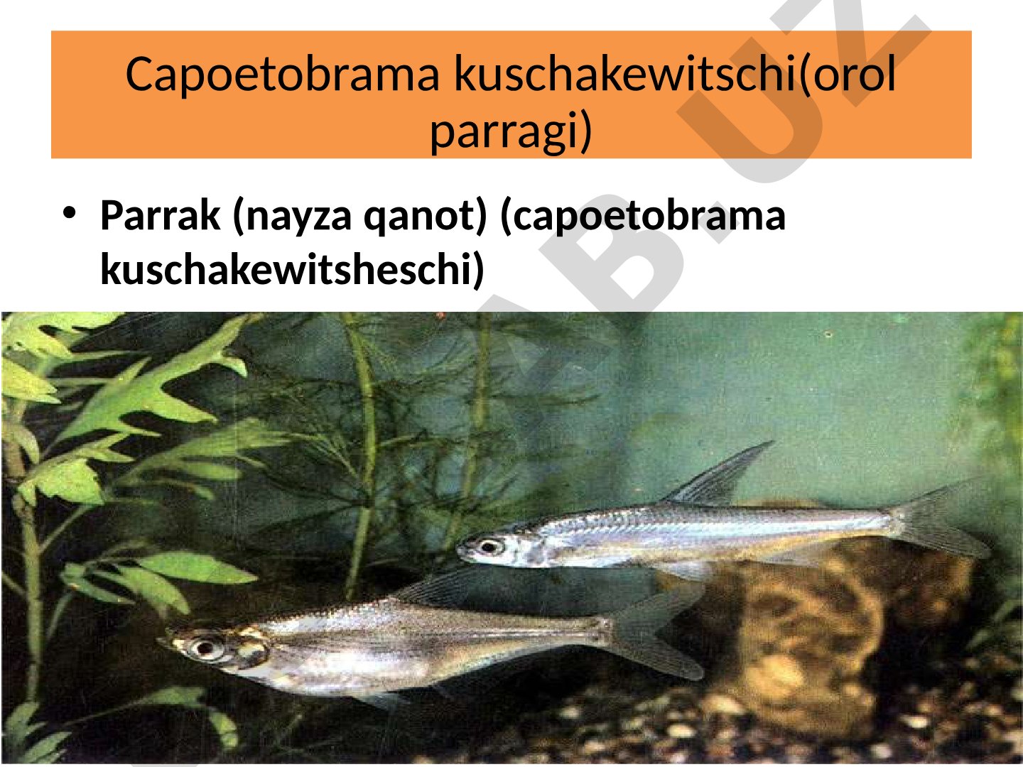 Orol parragi (Capoetobrama kuschakewitschi) balig‘ining sistematikasi, tarqalishi va ekologiyasi