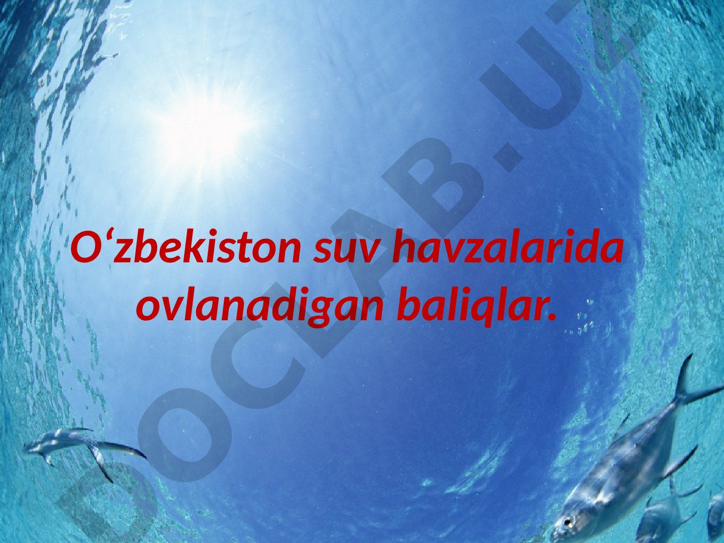 O‘zbekiston suv havzalarida ovlanadigan baliqlar