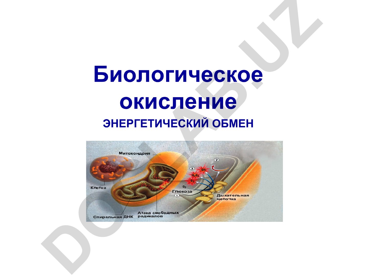 Биологическое окисление и энергетический обмен в живых клетках