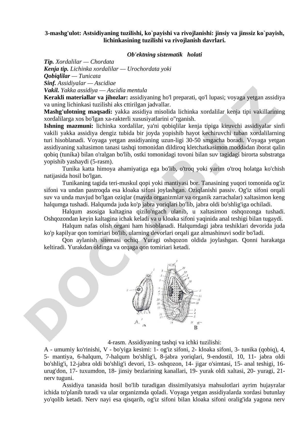 Astsidiyaning tuzilishi, ko`payishi va rivojlanishi