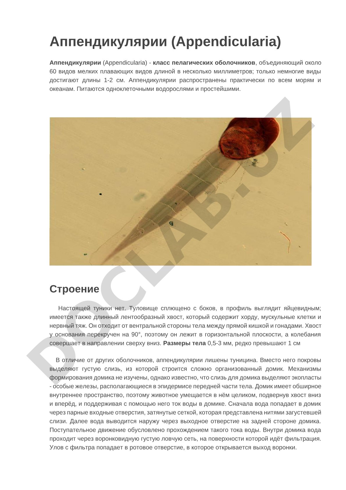 Аппендикулярии (Appendicularia)