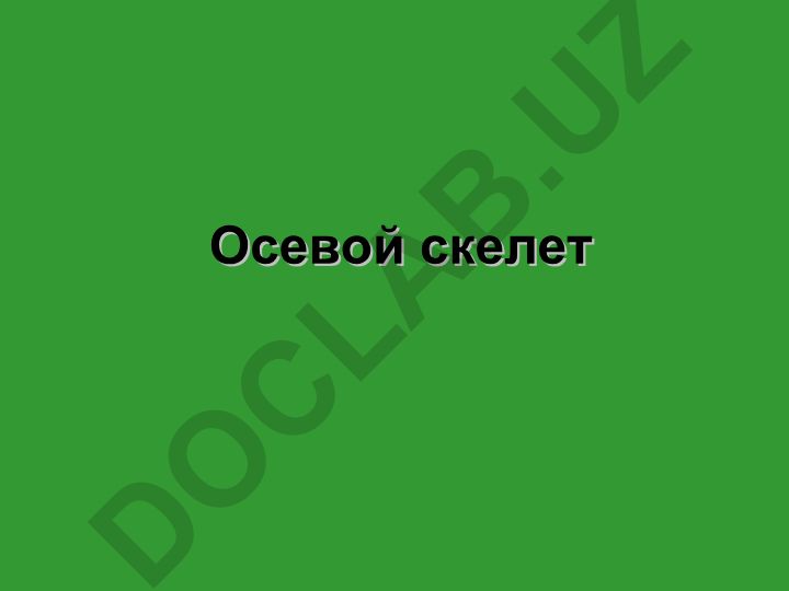 Осевой скелет: строение и филогенез