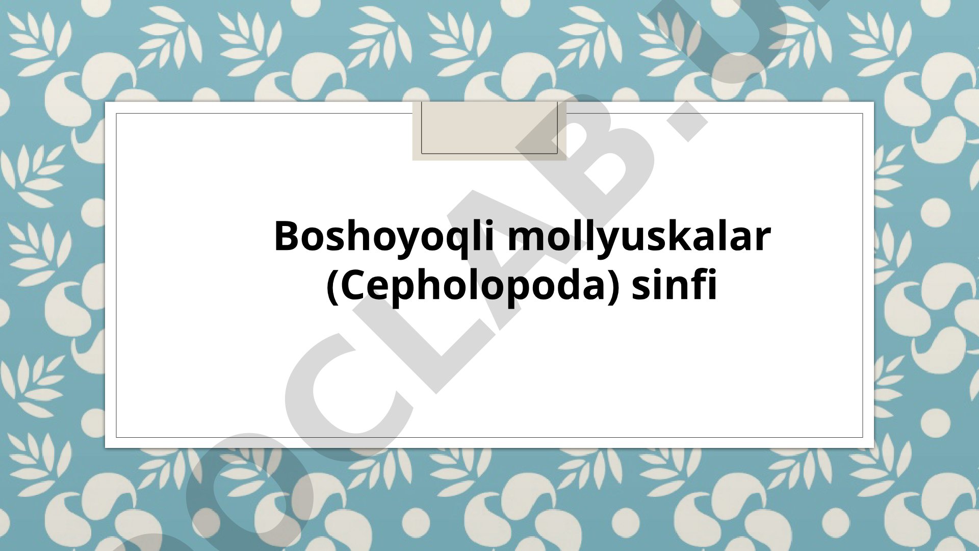 Boshoyoqli mollyuskalar (Cephalopoda) sinfi