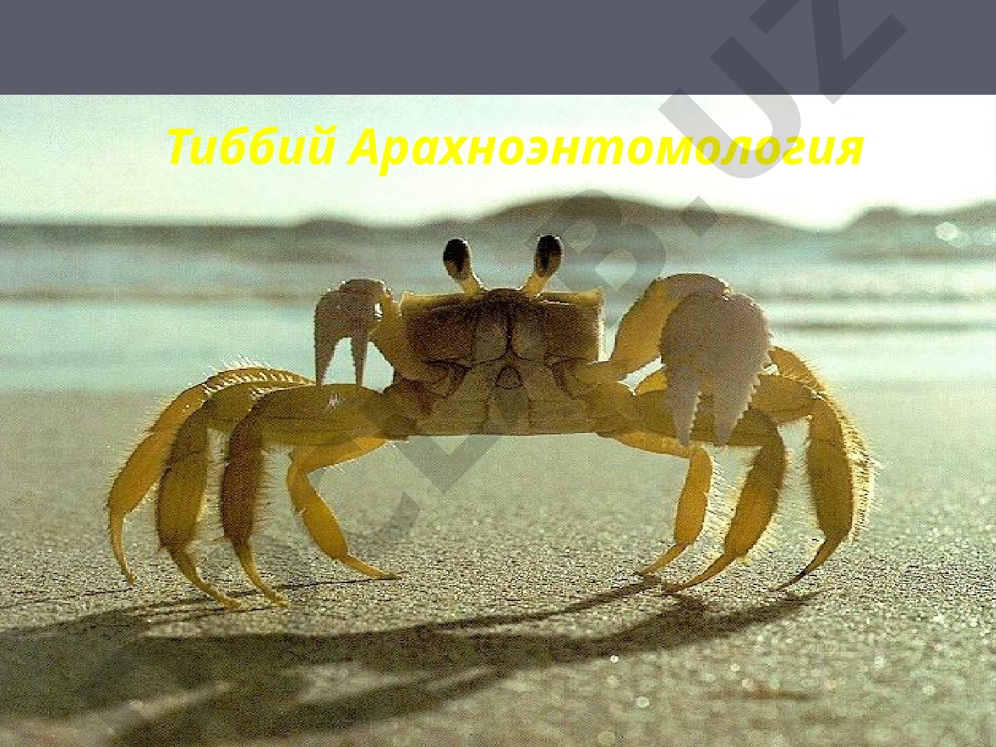 Тиббий Арахноэнтомология: Ўргимчаксимонларнинг тузилиши ва хилма-хиллиги