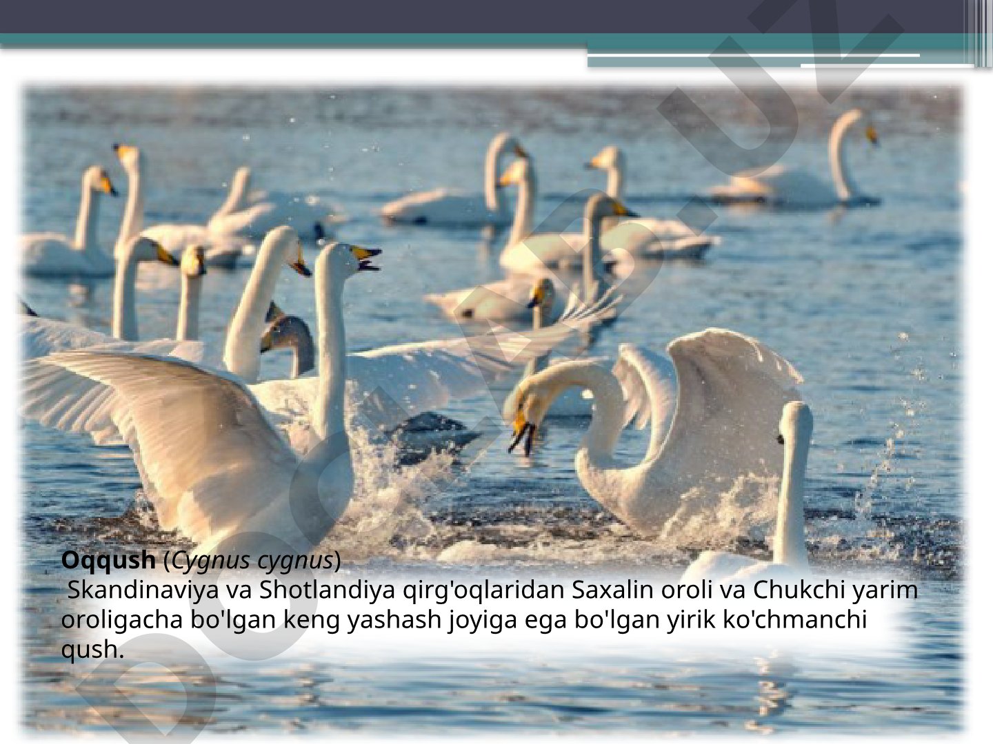 Oqqush (Cygnus cygnus)