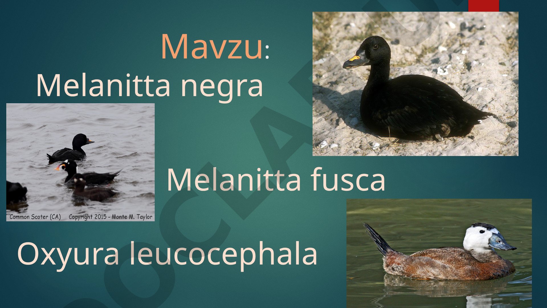 Melanitta negra Melanitta fusca Oxyura leucocephala