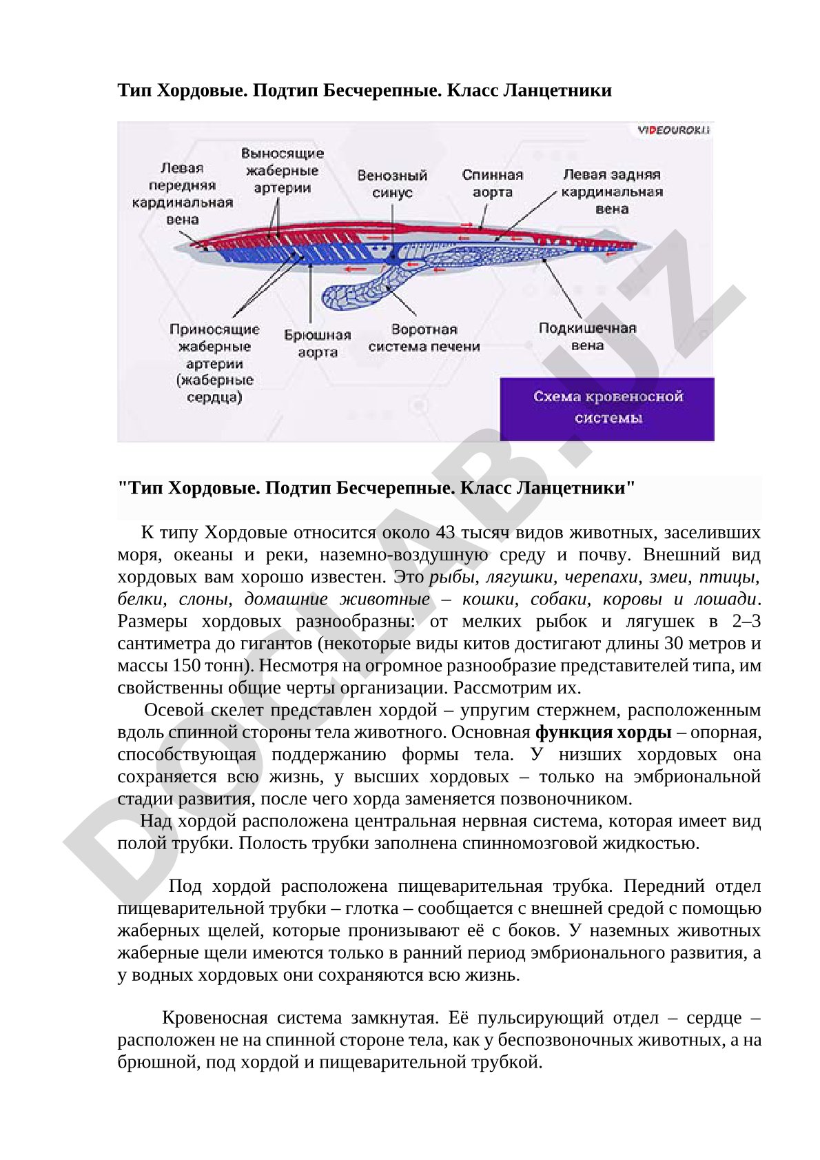 Тип Хордовые. Подтип Бесчерепные. Класс Ланцетники