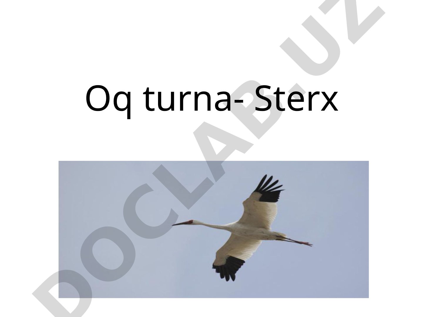 Oq turna, bedana va qirģovullar