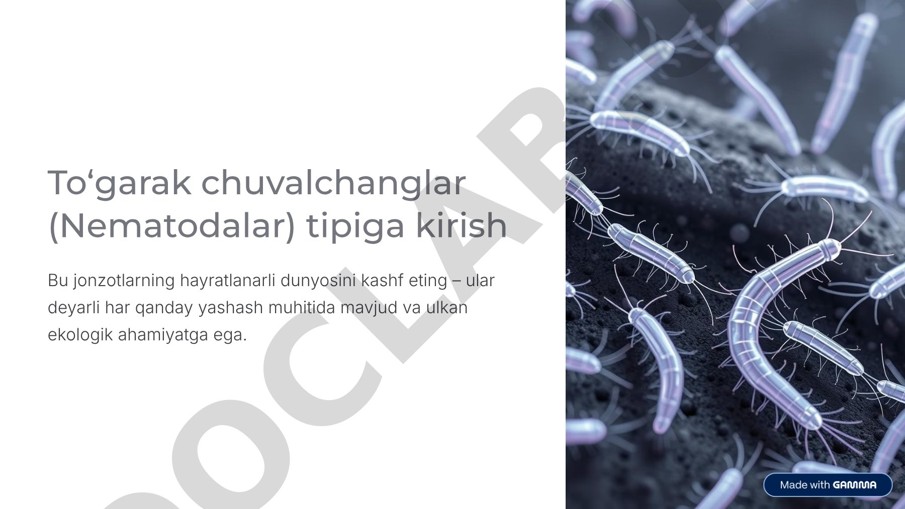 To'garak chuvalchanglar (Nematodalar) tipiga kirish