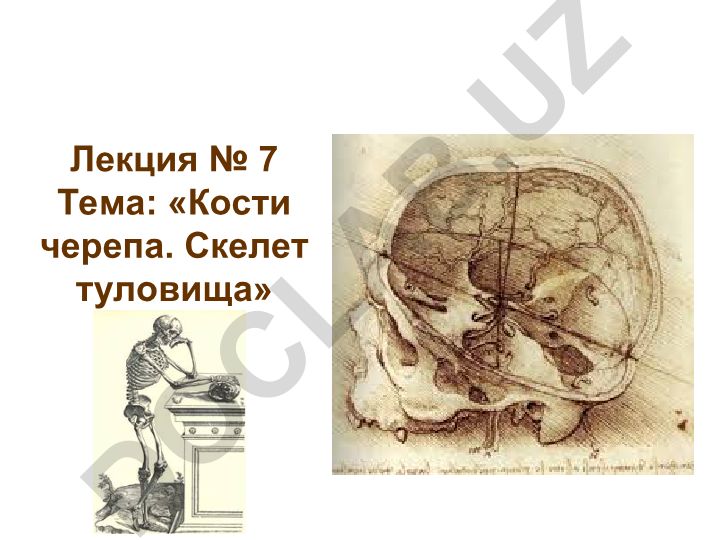 Кости черепа. Скелет туловища